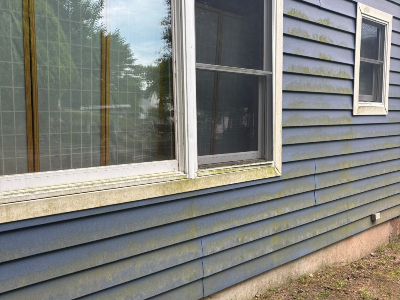 Blue siding and window trim covered in heavy green growth