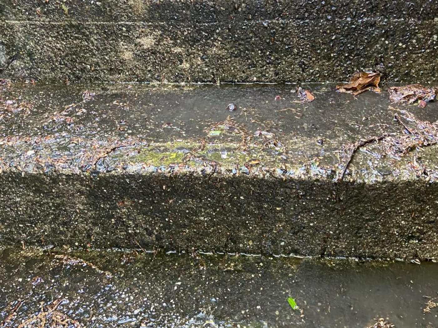 Concrete porch steps darkened by moss and matted leaf litter